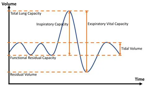 Normal Ventilatory Tidal Volume in Awake Animals