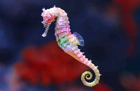 O Comportamento do Peixe Marinho