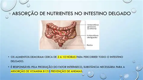 O Papel dos Nutrientes no Corpo