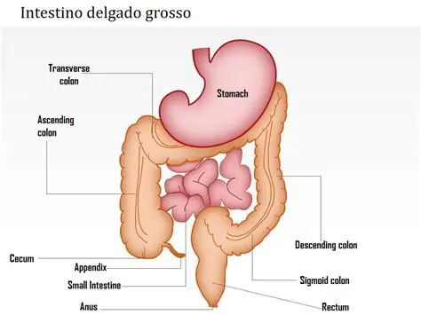 O Tumor Precoce e a Acometimento do Intestino Grosso