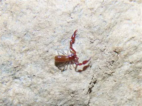 October Weather in Newport News, VA: A Detailed Look at Pseudoscorpions and Coastal Storm Season