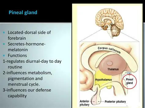 On dorsal side of forebrain