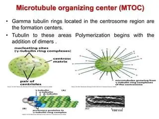 Options for the Microtubule Organizing Center