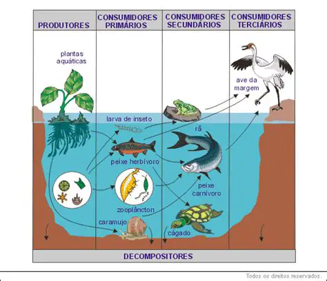 Os Decompositores Bioticos