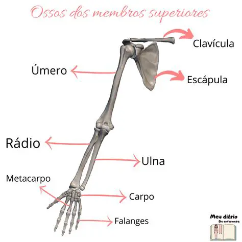 Ossos do Esqueleto Apendicular