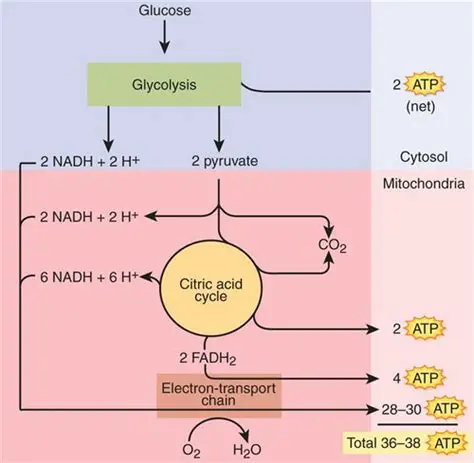Overview of ATP Production