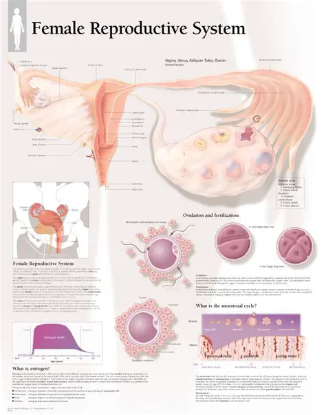 Overview of the Female Reproductive System