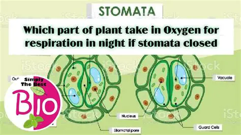 Oxygen Release and Stomata