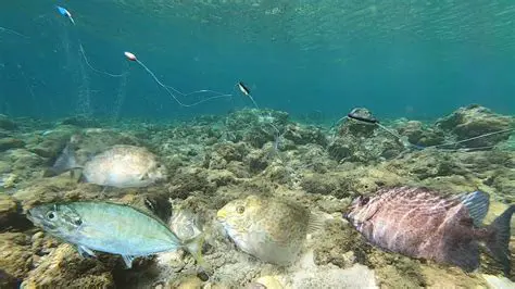 Pagpapalutang ng mga Isda sa Dagat