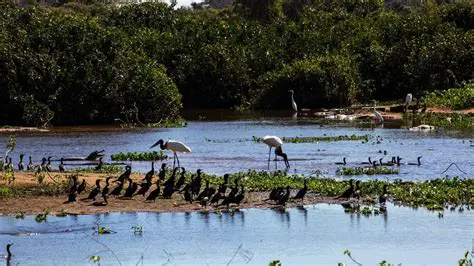 Pantanal: O Coração Pulsante da Biodiversidade Sul-Americana e seus Desafios de Preservação