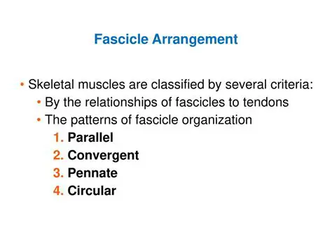 Parallel Fascicle Arrangement