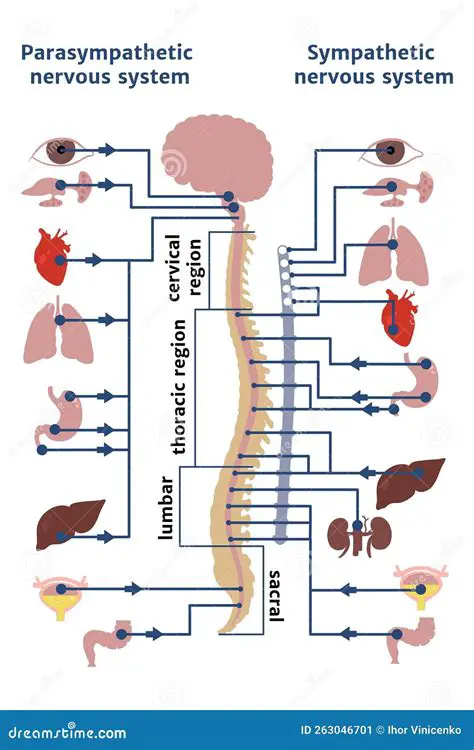 parasympathetic nervous system