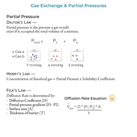 Partial Pressures of Each Gas