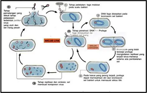 Pembaruan Melalui Siklus dan Reproduksi
