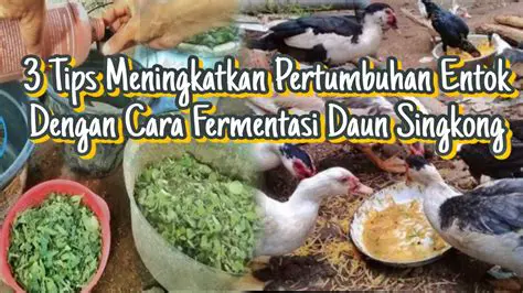 Pengenalan Singkong dan Fermentasi