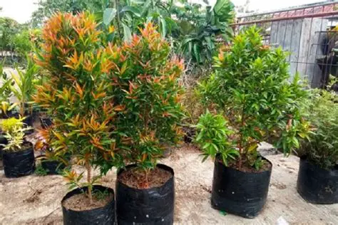 Pengenalan Tumbuhan Pucuk Merah