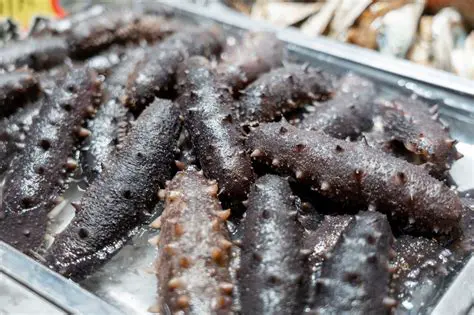 Pepino do Mar: O Tesouro Subaquático e Seus Benefícios Surpreendentes