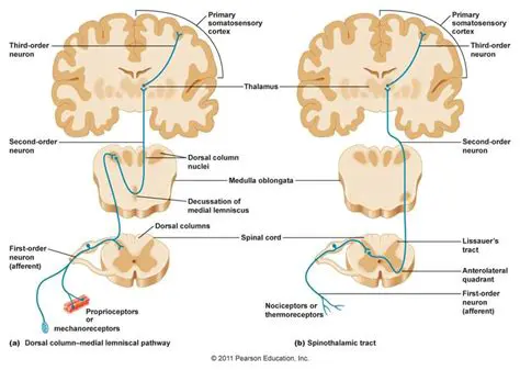 Perception and the Anterolateral Pathways
