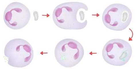 Perguntas e Respostas sobre a Fagocitose
