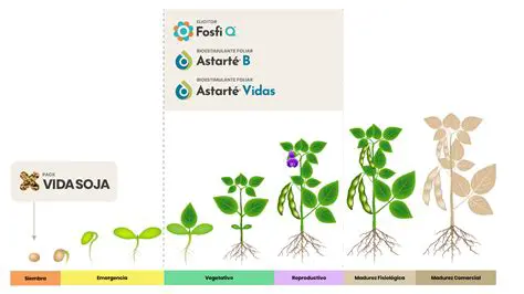 Perguntas e Respostas sobre a Fenologia da Soja