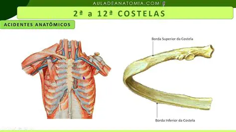 Perguntas e Respostas sobre as Costelas Falsas