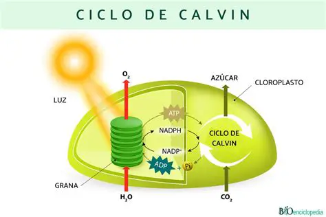 Perguntas e Respostas sobre o Ciclo de Calvin Benson