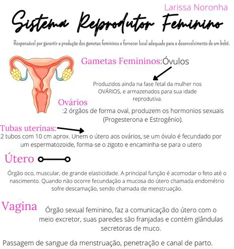 Perguntas e Respostas sobre o Ciclo Reprodutor Feminino