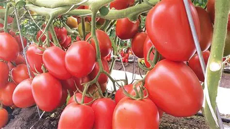 Perguntas e Respostas sobre o Tomate e a Soja
