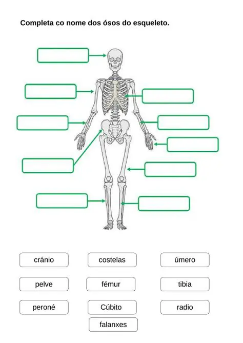 Perguntas e Respostas sobre Ossos Longos