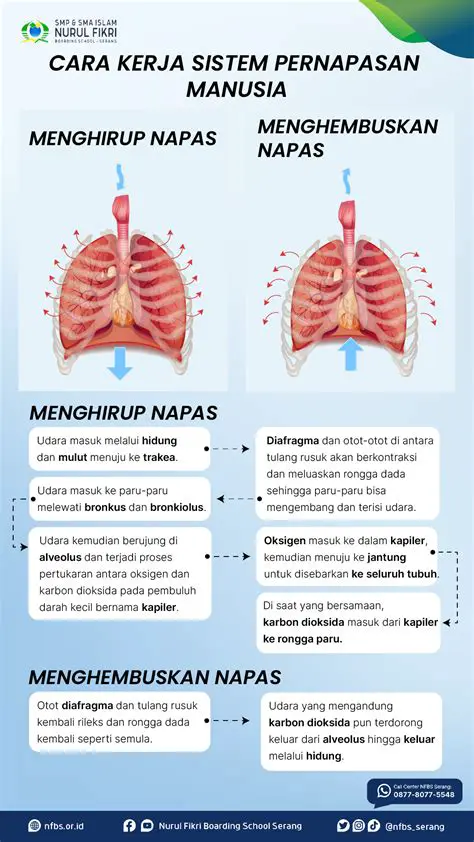 Perubahan Lingkungan yang Mempengaruhi Kerja Sistem Pernapasan