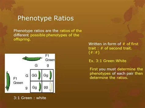 Phenotypes of the Offspring