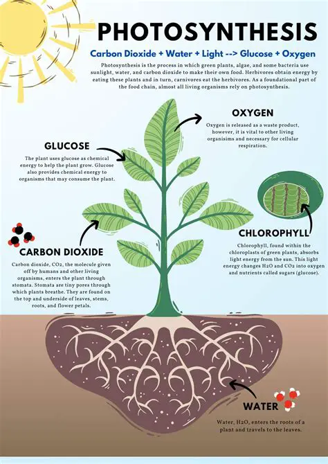 Photosynthesis and Decomposition