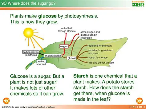 Photosynthesis and Glucose Production
