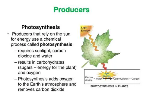 Photosynthesis in Producers