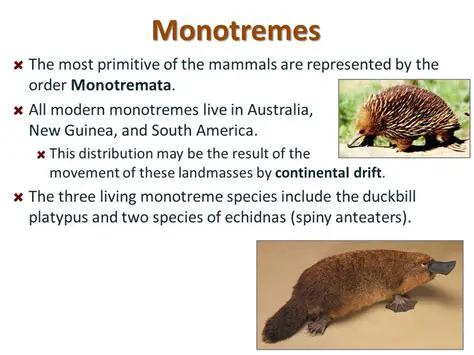 Physical Characteristics of Monotremes