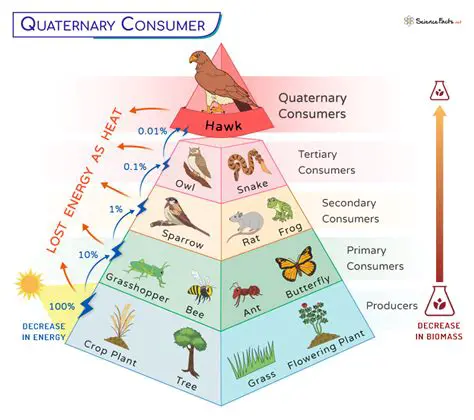 Population Size of Quaternary and Secondary Consumer Species