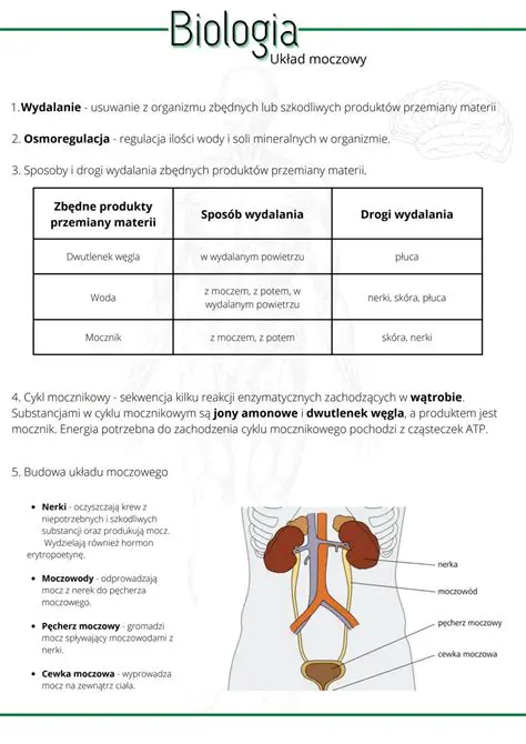 Prawa nerka odpowiada za wytwarzanie moczu z kwasu moczowego