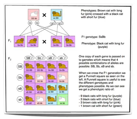 Predicting Offspring Coat Color