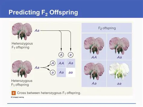 Predicting Offspring Phenotype