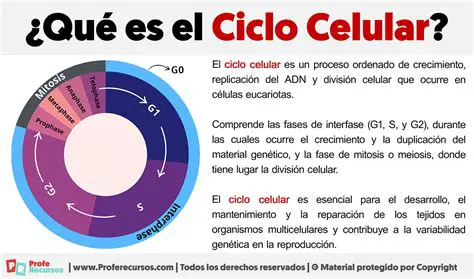 Preguntas y Respuestas sobre el Ciclo Celular