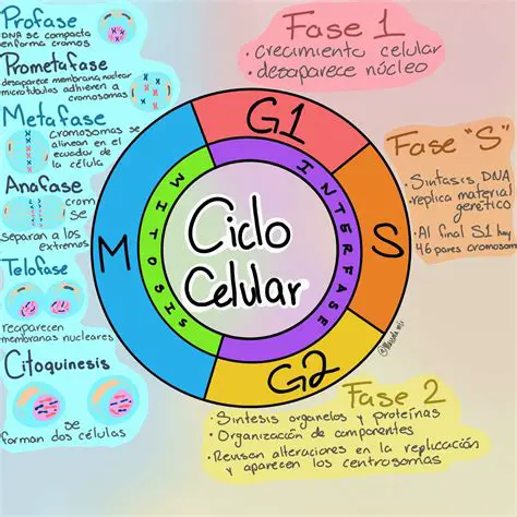 Preguntas y Respuestas sobre el Ciclo Celular y los Cromosomas