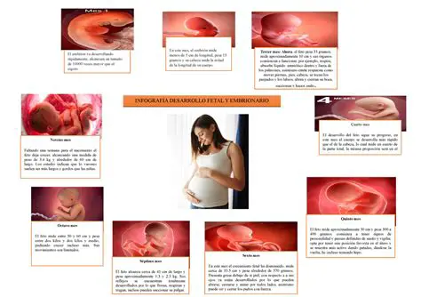 Preguntas y Respuestas sobre el Desarrollo Fetal en el Segundo Trimestre