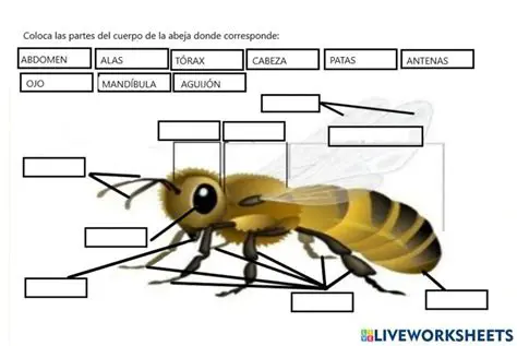 Preguntas y respuestas sobre la abeja y las sedas