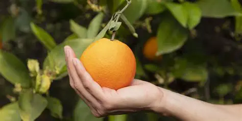 Preguntas y Respuestas sobre la Cosecha de Naranjas