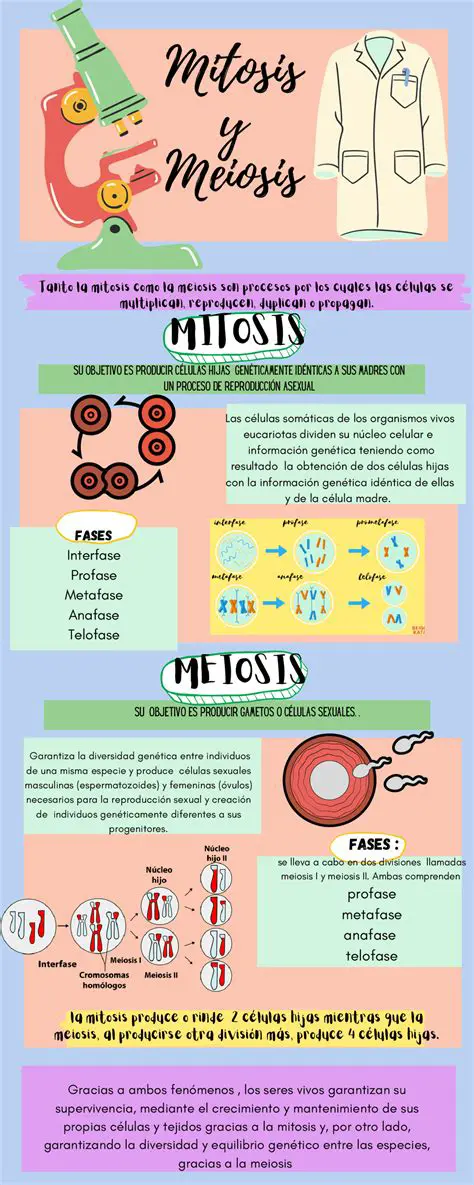 Preguntas y respuestas sobre la mitosis y la meiosis
