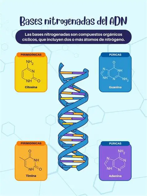 Preguntas y Respuestas sobre las Bases Nitrogenadas del ADN y el ARN