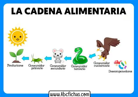Preguntas y respuestas sobre las cadenas alimenticias en la provincia de la costa