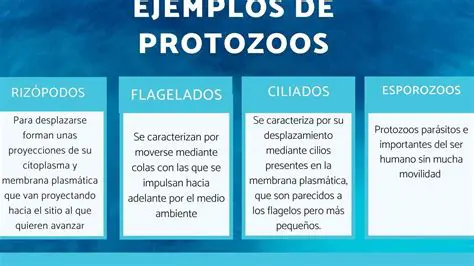 Preguntas y respuestas sobre los esporozoarios