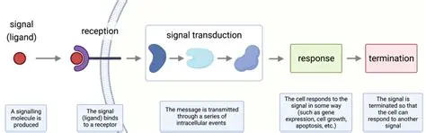 Preparation of Ligands and Receptors