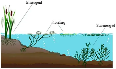 Preservation of Aquatic Plants